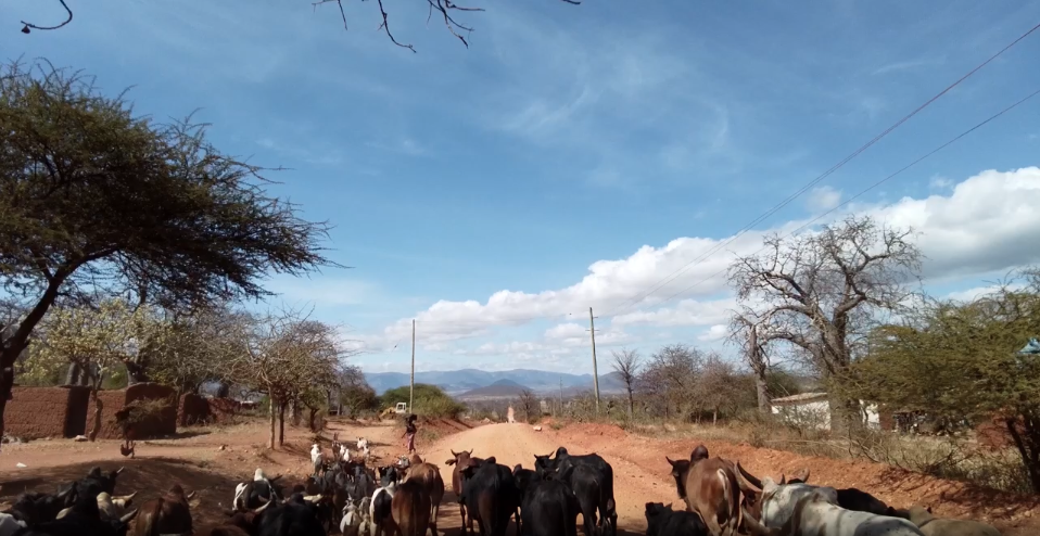 Cattle walking down a dirt road