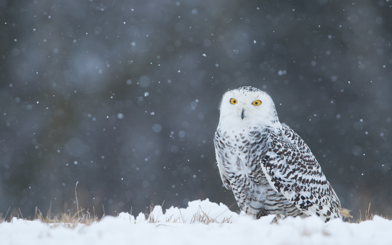 Snowy owl perched on the ground