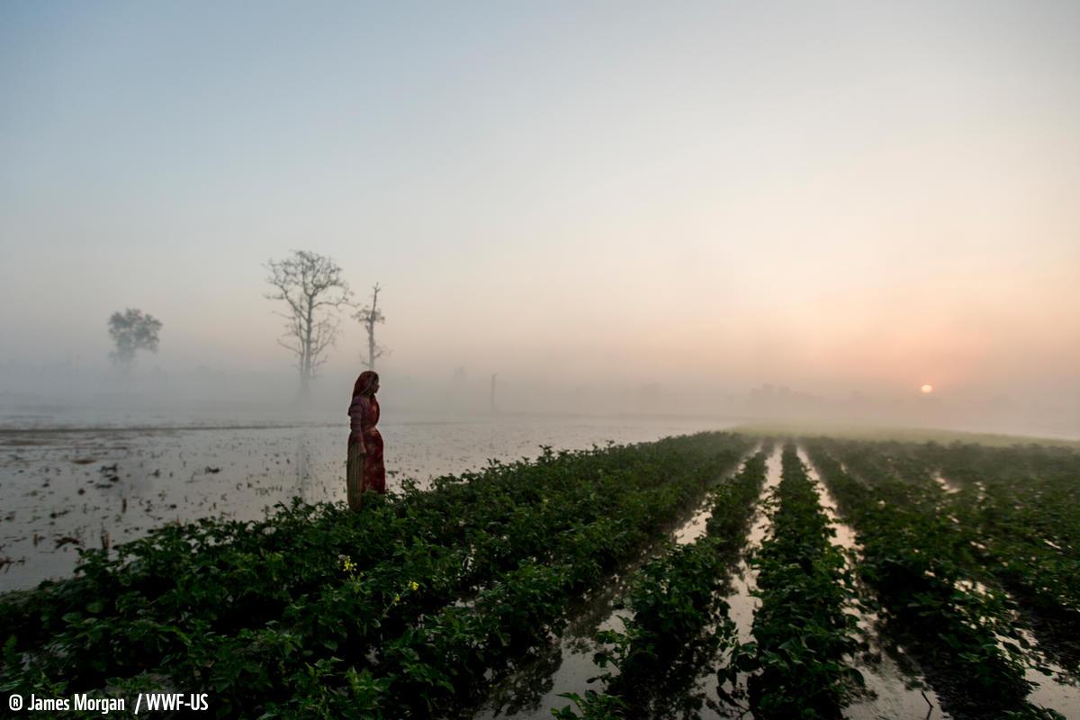 woman stands in her farm at sunrise
