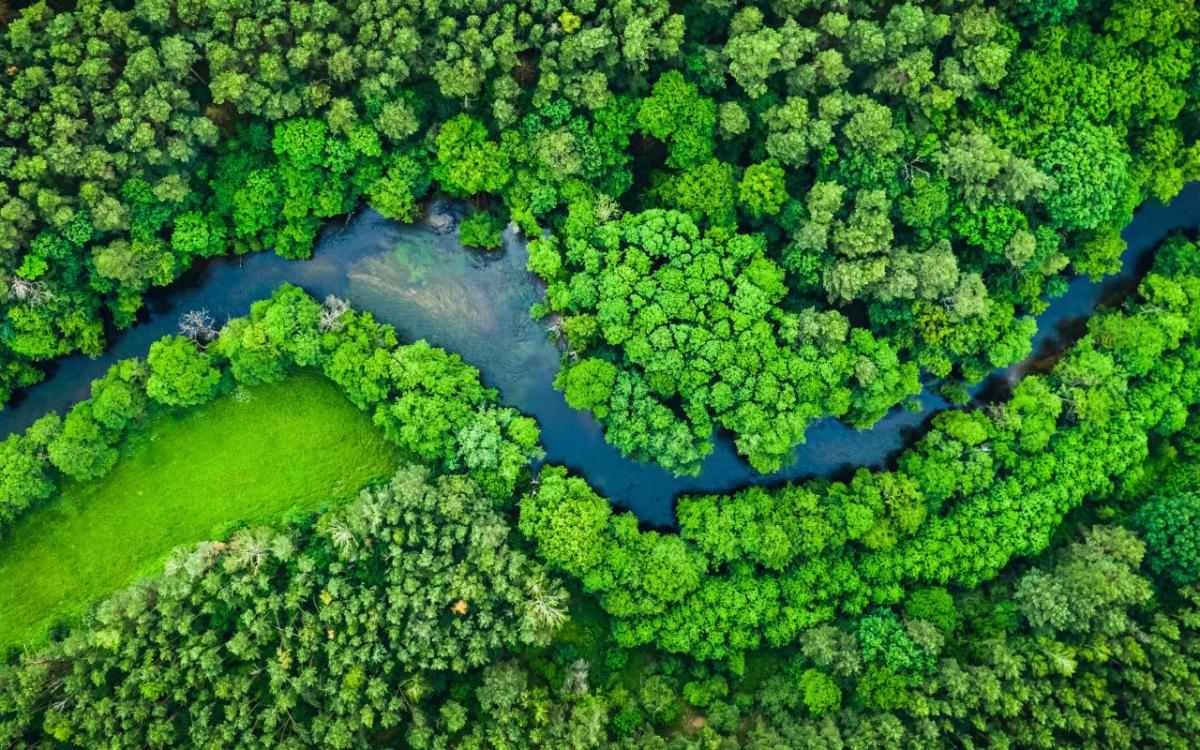 Aerial view of a river winding through a forest