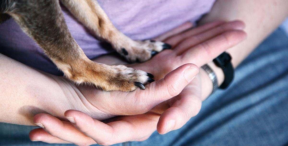 Dog paws resting in a persons palm