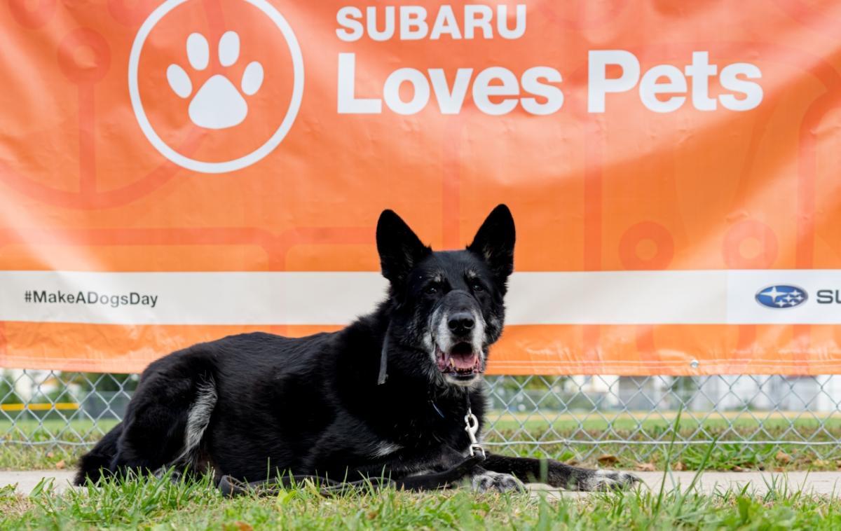 Dog laying in front of a Subaru Loves pets sign