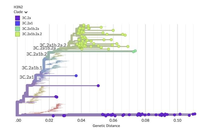 A phylogenetic tree illustrating the diversity present in Influenza A virus (H3N2) hemagglutinin (HA) sequences detected in this dataset. Branches are colored by viral clade. Most sequences belong to clade 3C.2a1b.2a.2 (lime green), which is the clade containing the CDC-recommended H3N2 vaccine strains for the 2022/23 flu season.