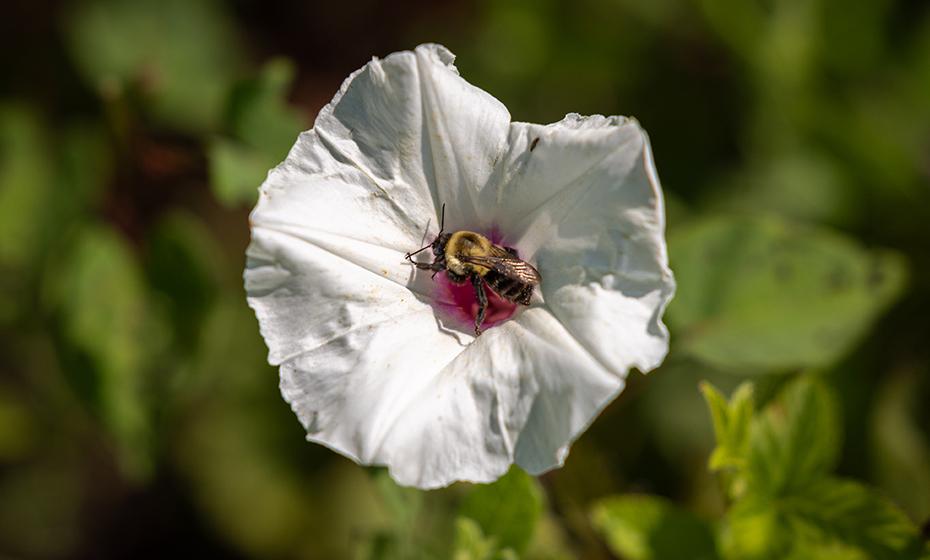 A bee pollinating a white flower