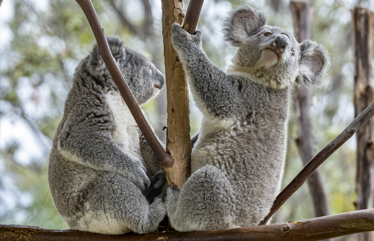 Illumina, San Diego Zoo sequence koala genomes for disease - The