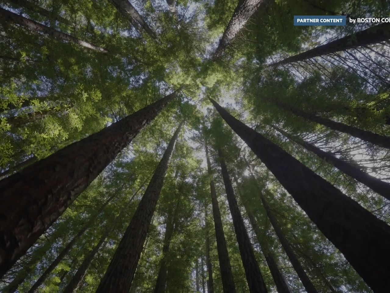 Trees from below