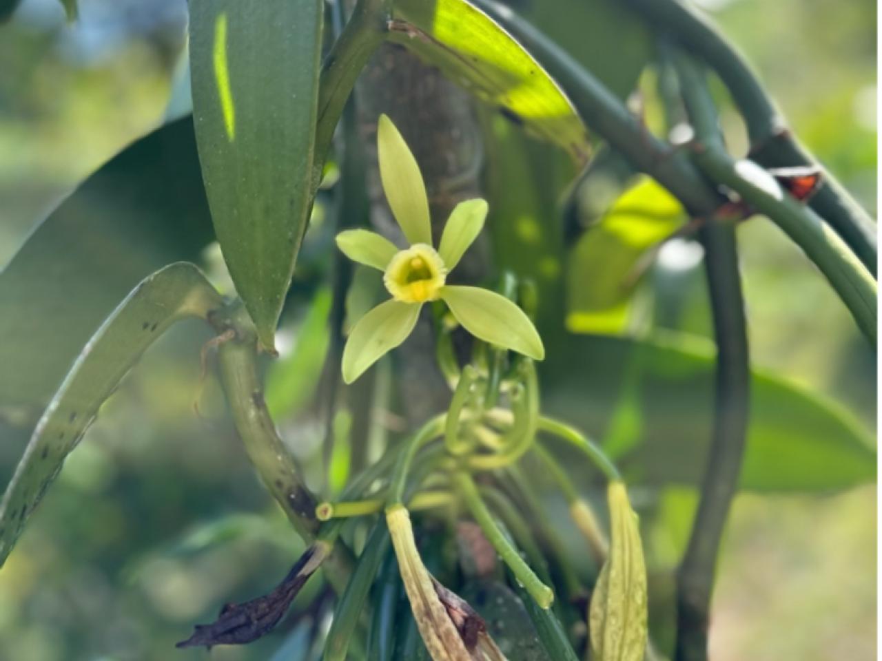 Vanilla plant