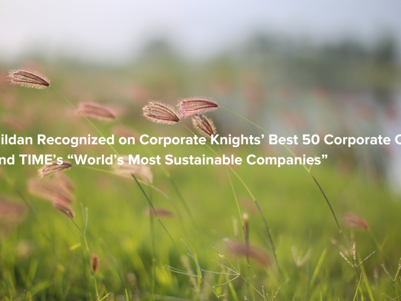"Gildan Recognized on Corporate Knights’ Best 50 Corporate Citizens and TIME’s World’s Most Sustainable Companies" written on a backdrop of a close-up shot of grass and weeds