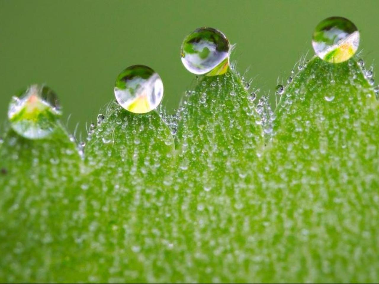 A close-up of dew drops on a green leaf.
