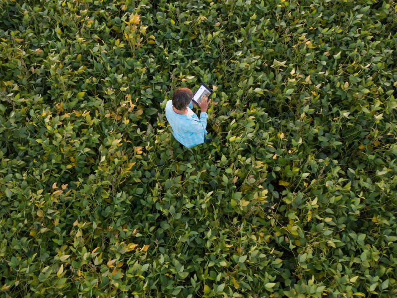 Soybean farmer on a tablet walking through a soybean field