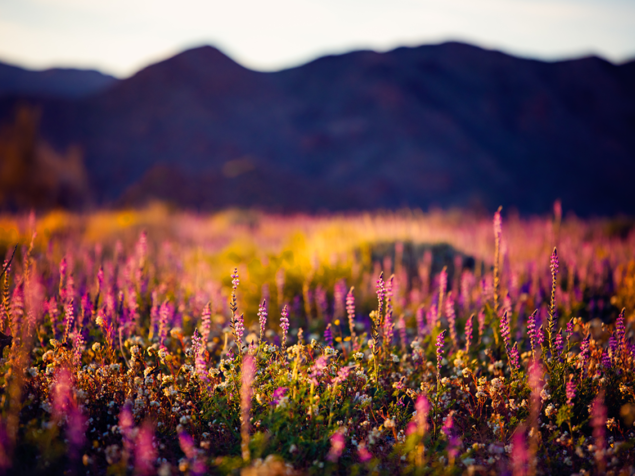 Wildflowers at the foot of a mountain