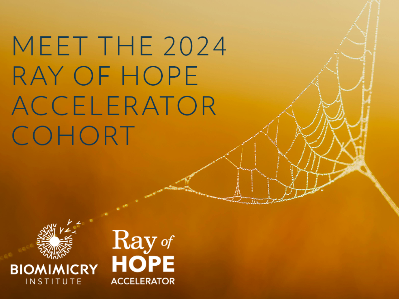 Logo for Ray of Hope Accelerator Announcement
