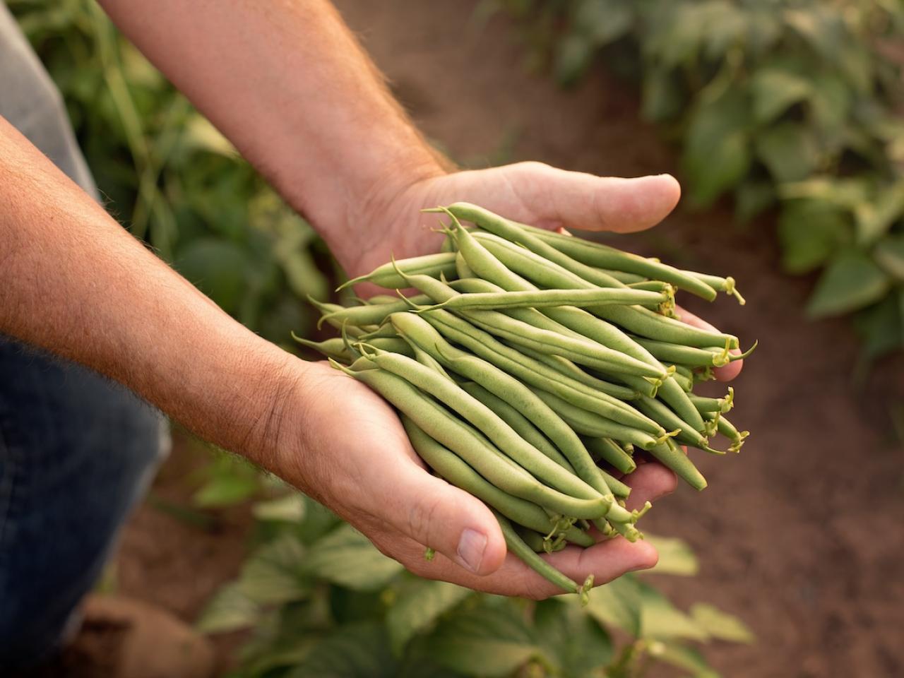 Freshly grown green beans shown in the farmers hand.