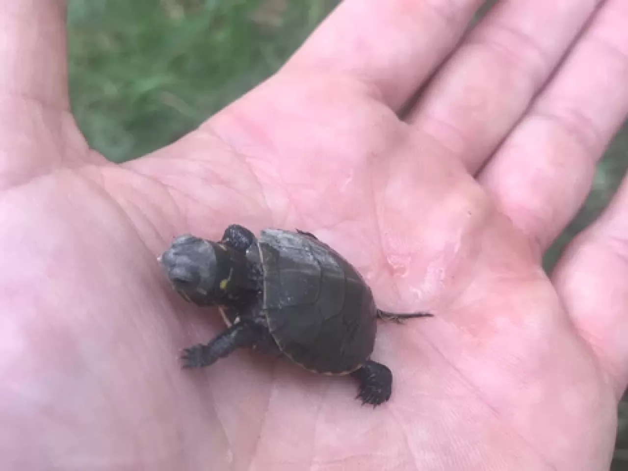 A small turtle in the palm of a hand