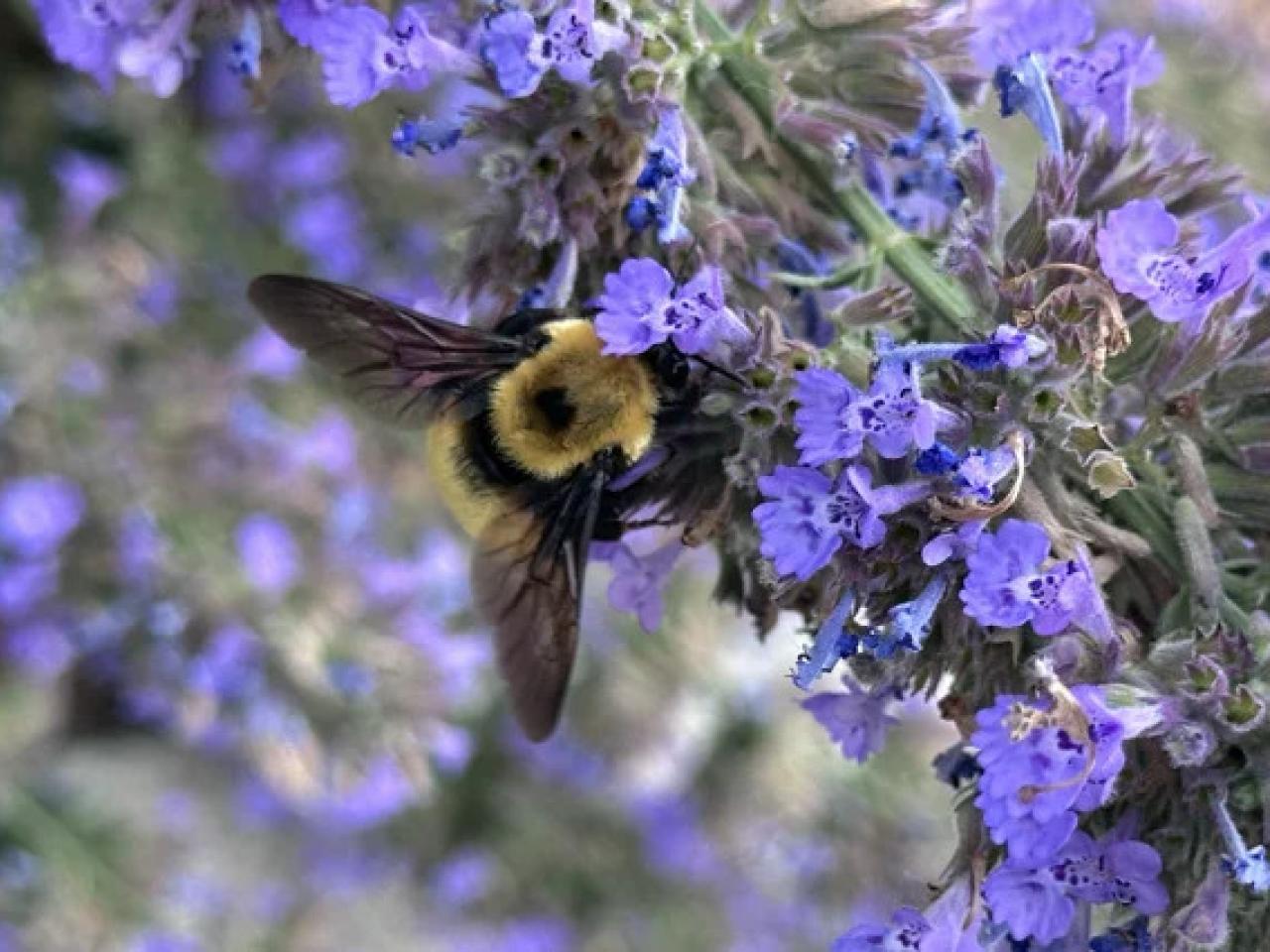 A bee on a plant with small purple flowers.