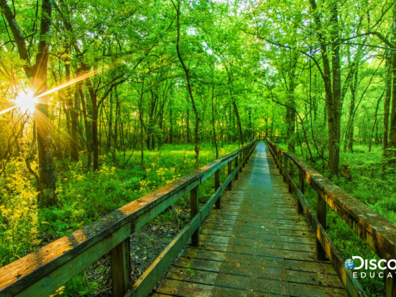 boardwalk in forest