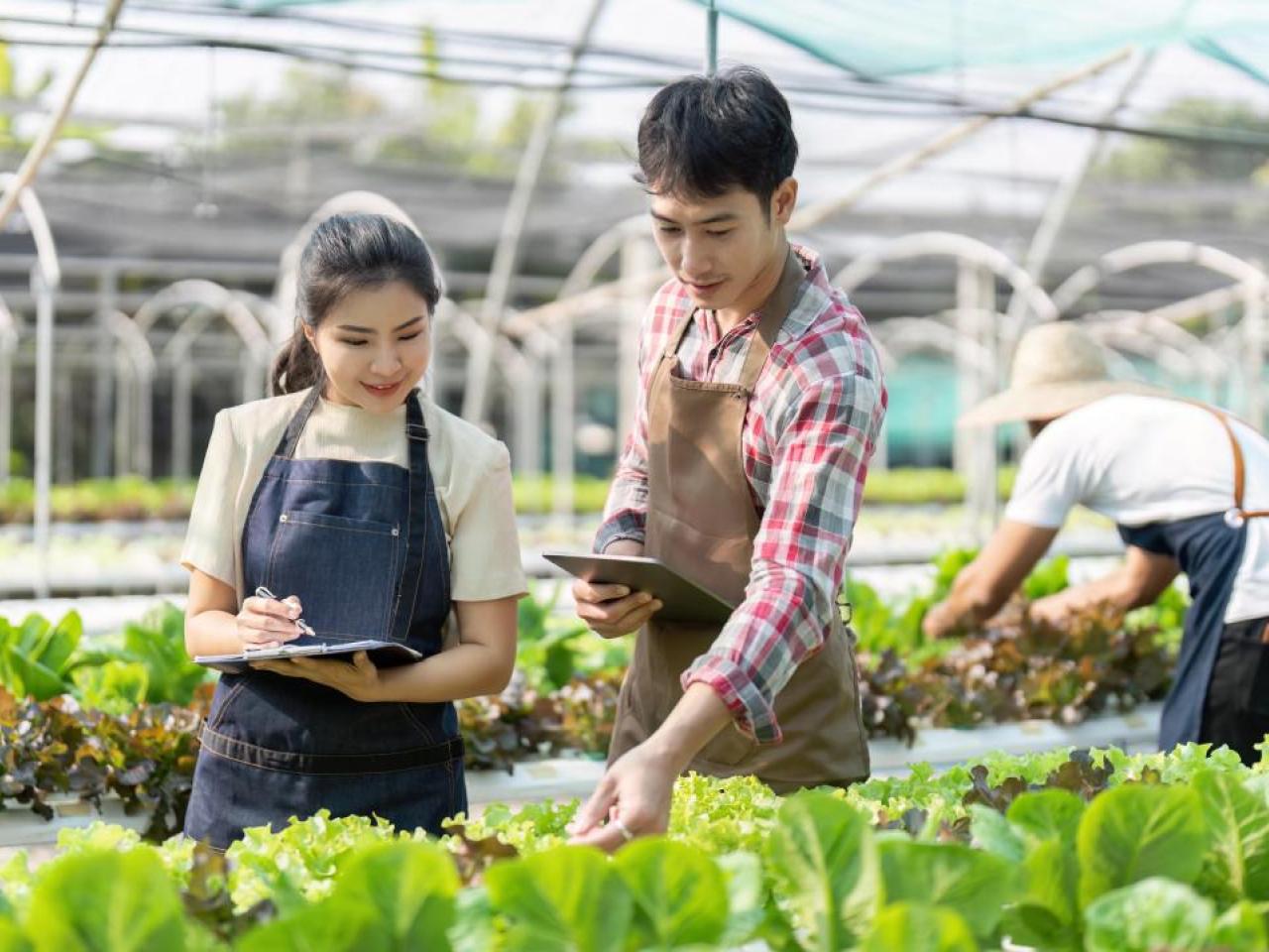 Farmers working together