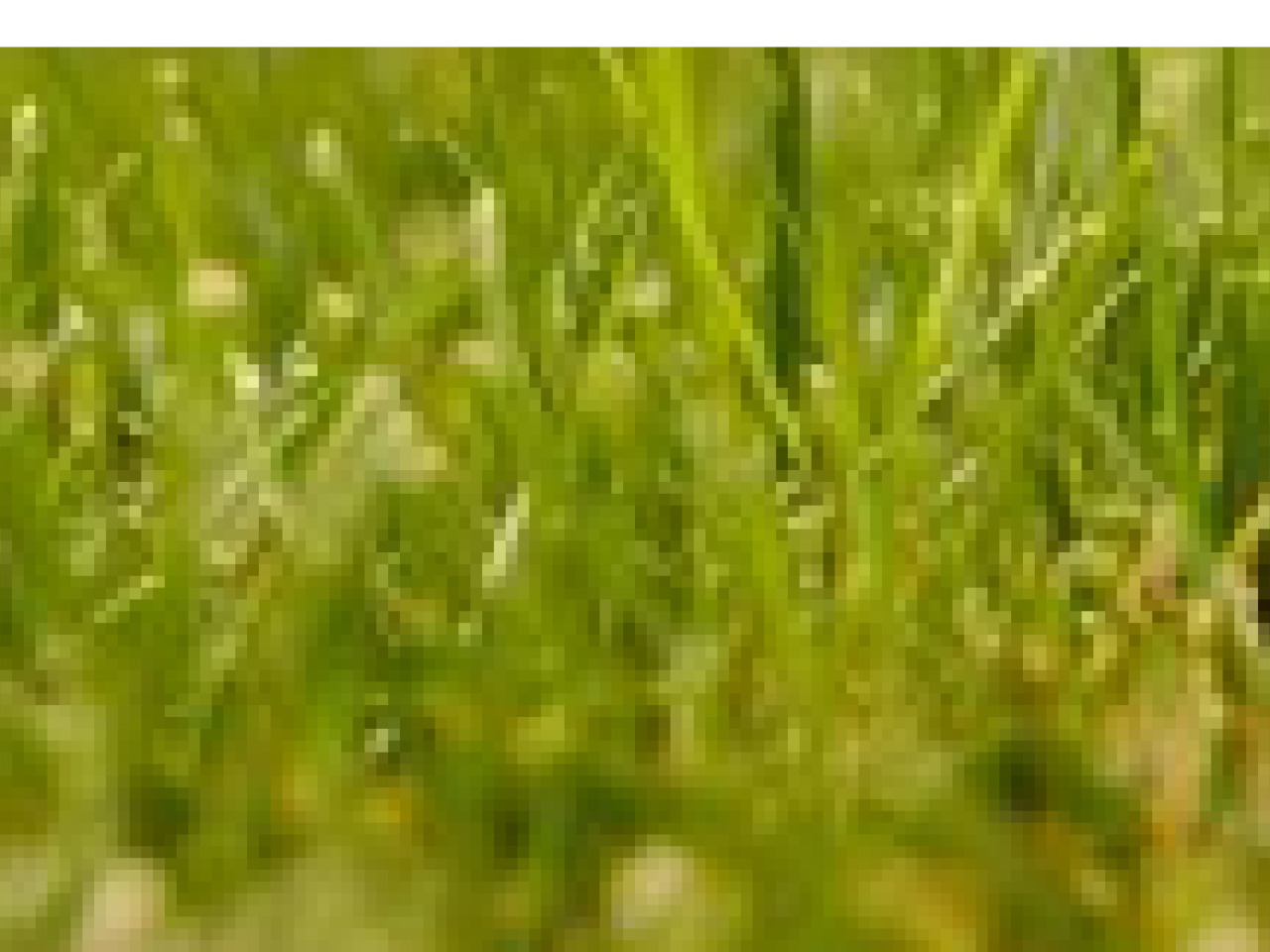 Close up of grass