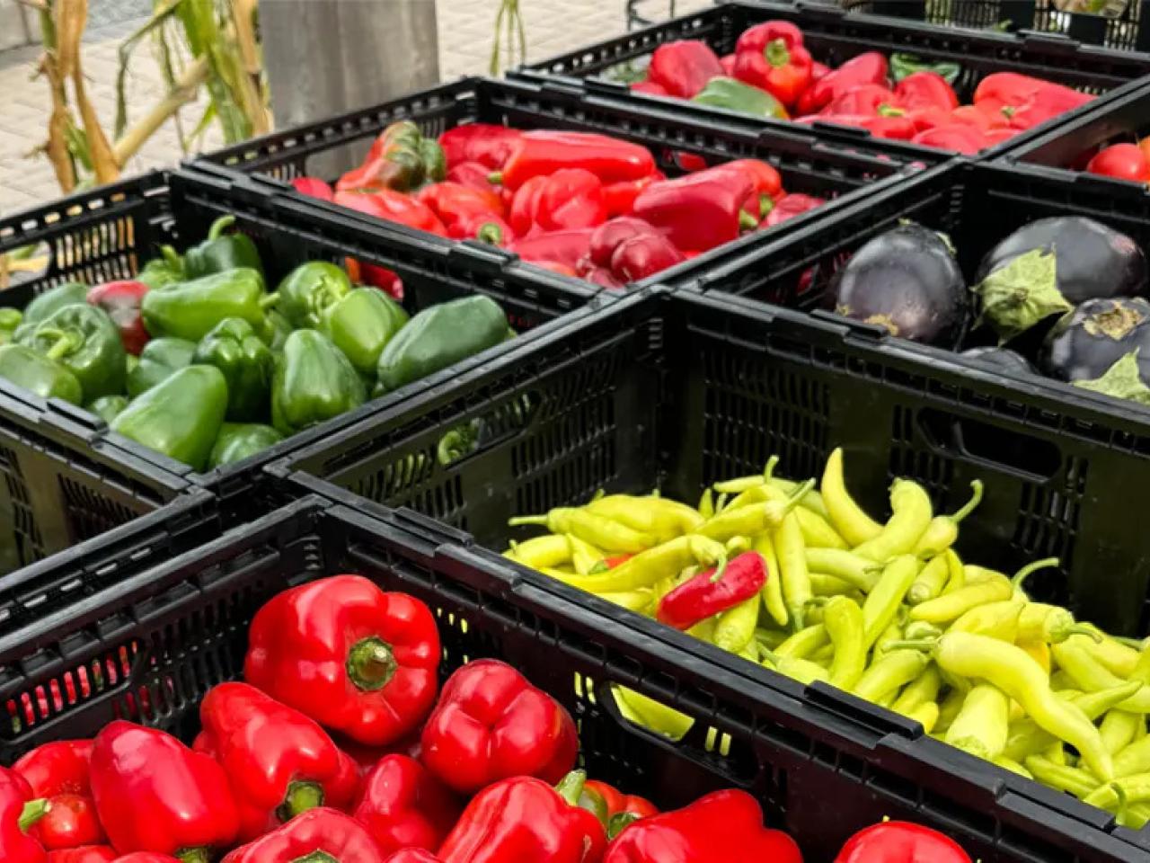 Rows of black bins full of colorful produce.