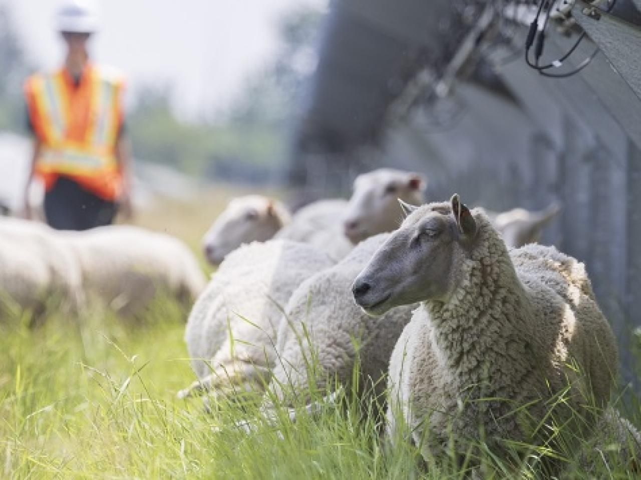 Sheep grazing on tall grass in between rows of solar panels.