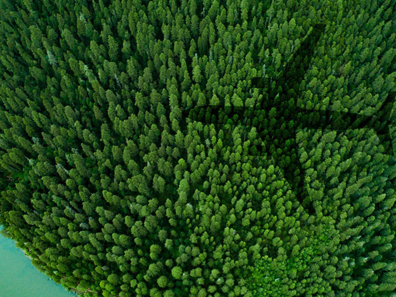 The shadow of a plane above a forested area.