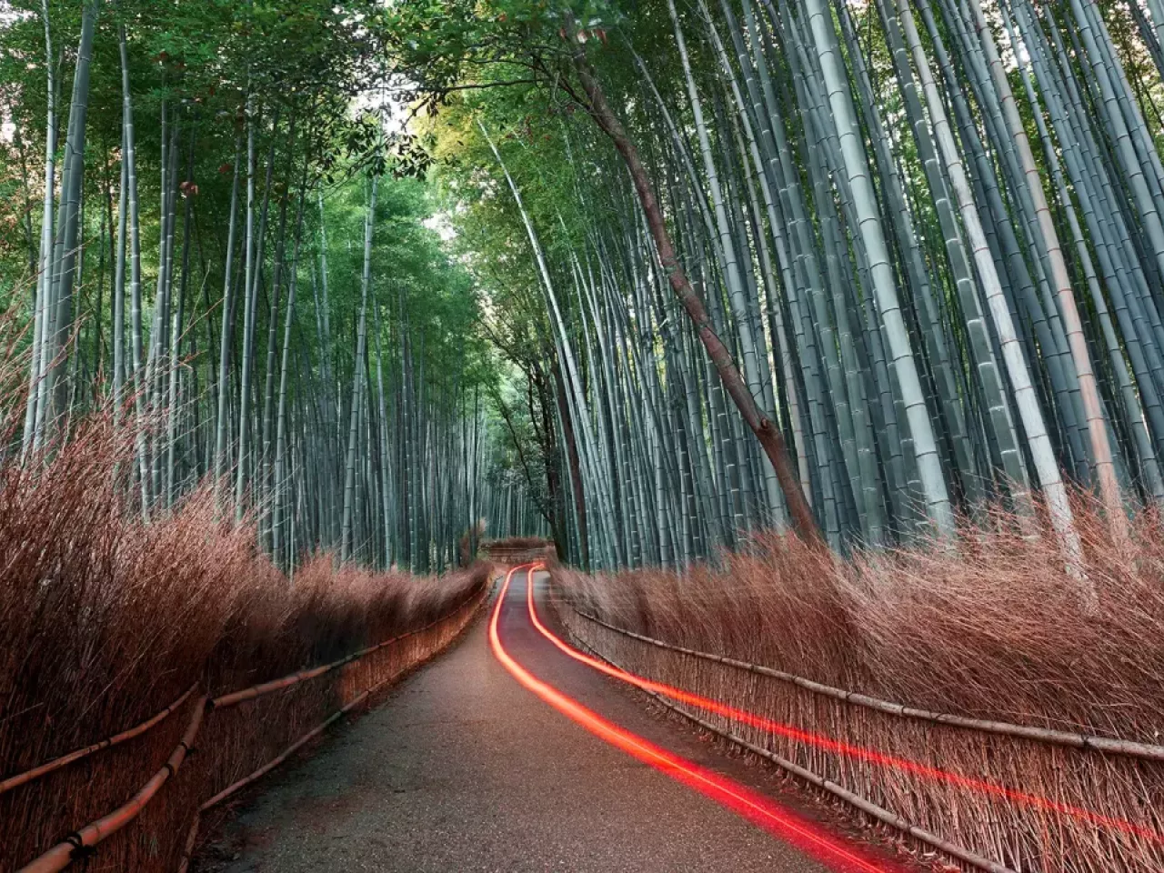 Path going through bamboo forest