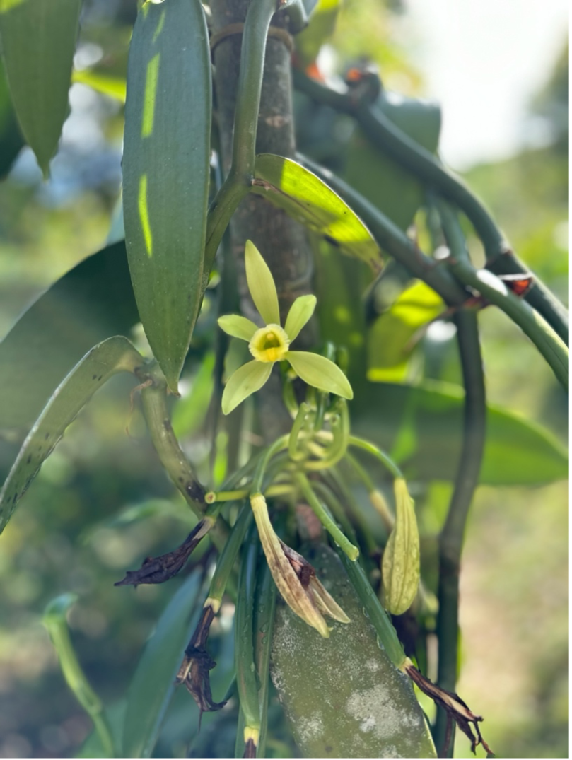 Vanilla plant