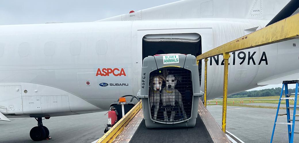Two dogs in a crate together being loaded onto a plane