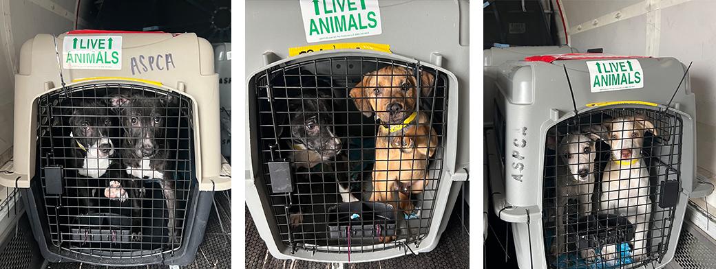 Dogs in crates