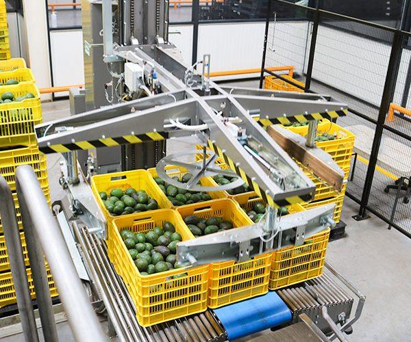 Avocados being processed