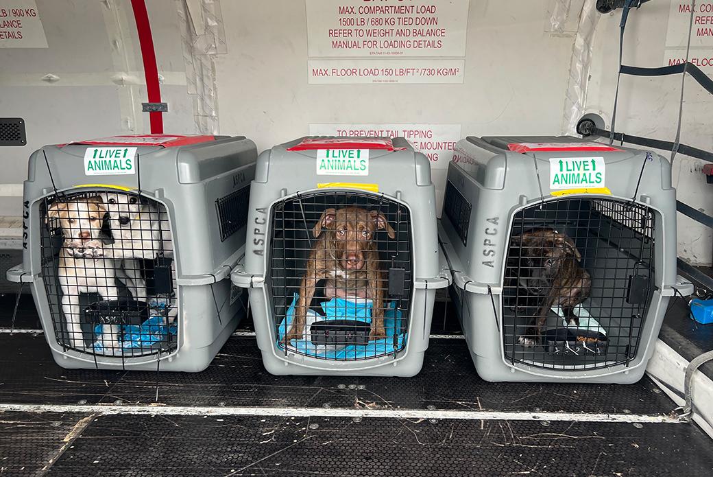 Dogs in crates