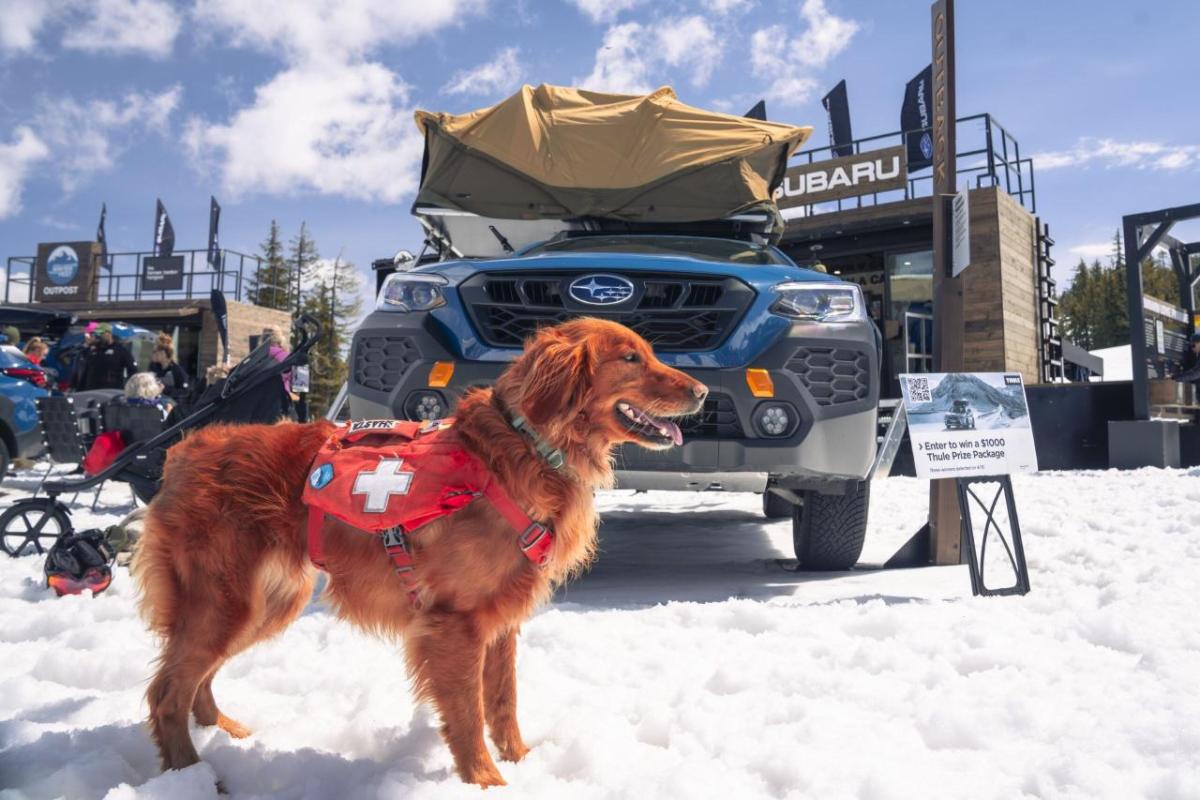 A dog in front of a Subaru vehicle, at a ski area