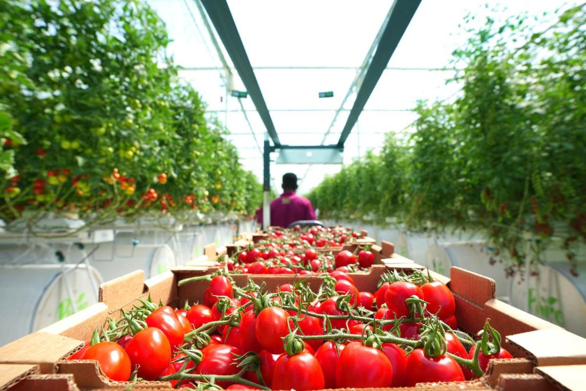 tomatoes being packed in greenhouse