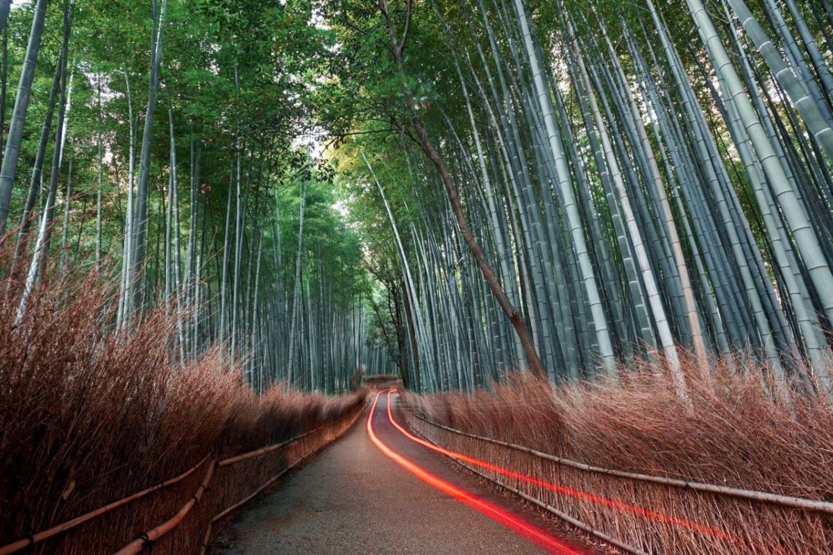 Bamboo forest road