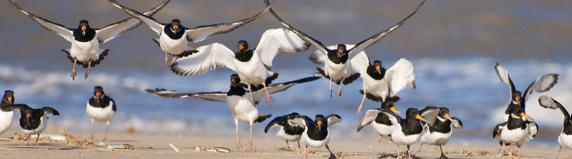 Birds in flight on a beach