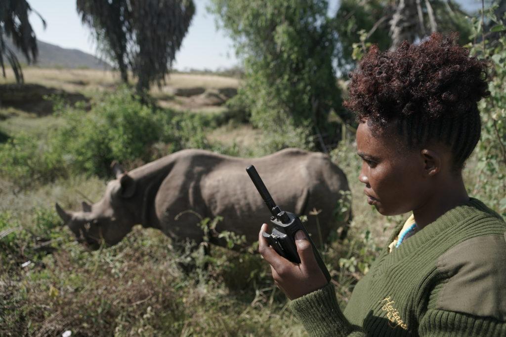 A reserve staff member using technology to monitor a rhino. Image credit: CCF. " "