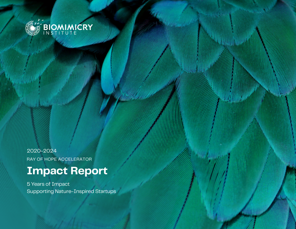 Nature image on cover of Impact Report