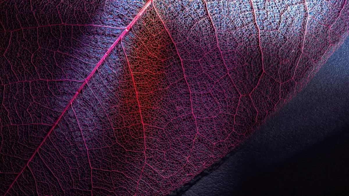 Close up of a purple-veined leaf