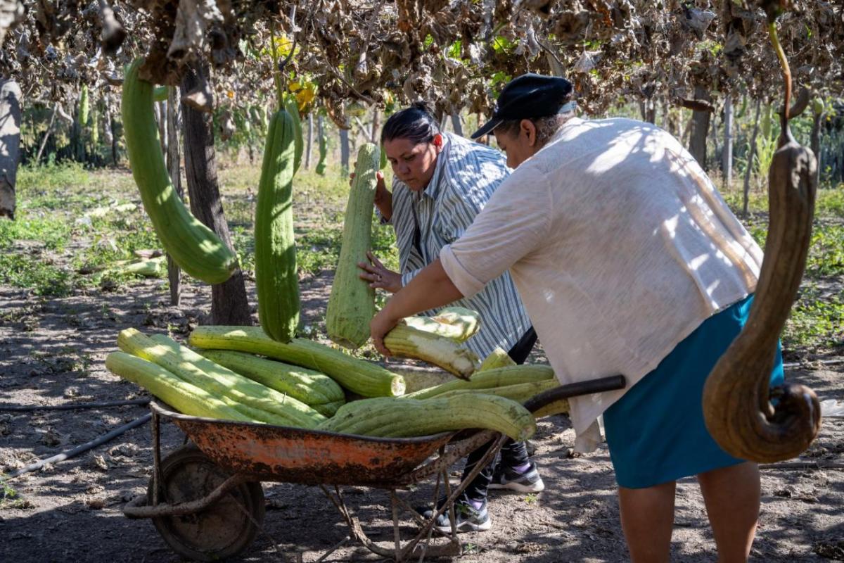 From loofahs to corn, Action Against Hunger is helping communities grow crops that can withstand global warming.