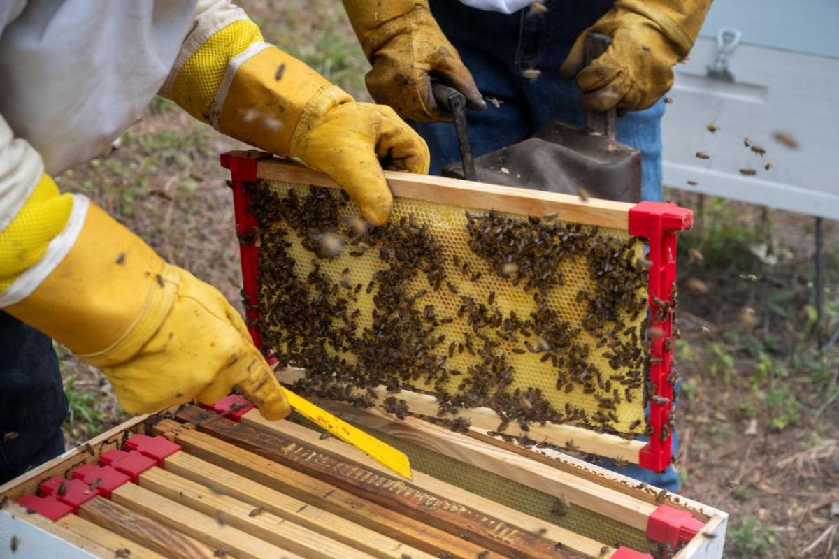 In Honduras, a beekeeper tends to daily tasks. 