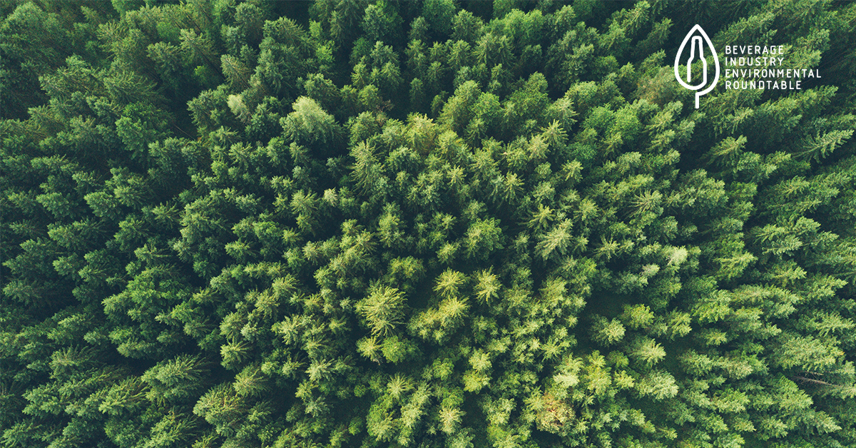 aerial view of trees and forest