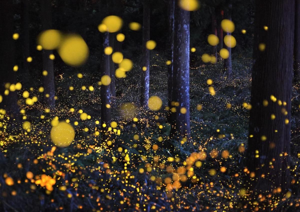 Hundreds of small yellow lights in a nighttime wooded setting.