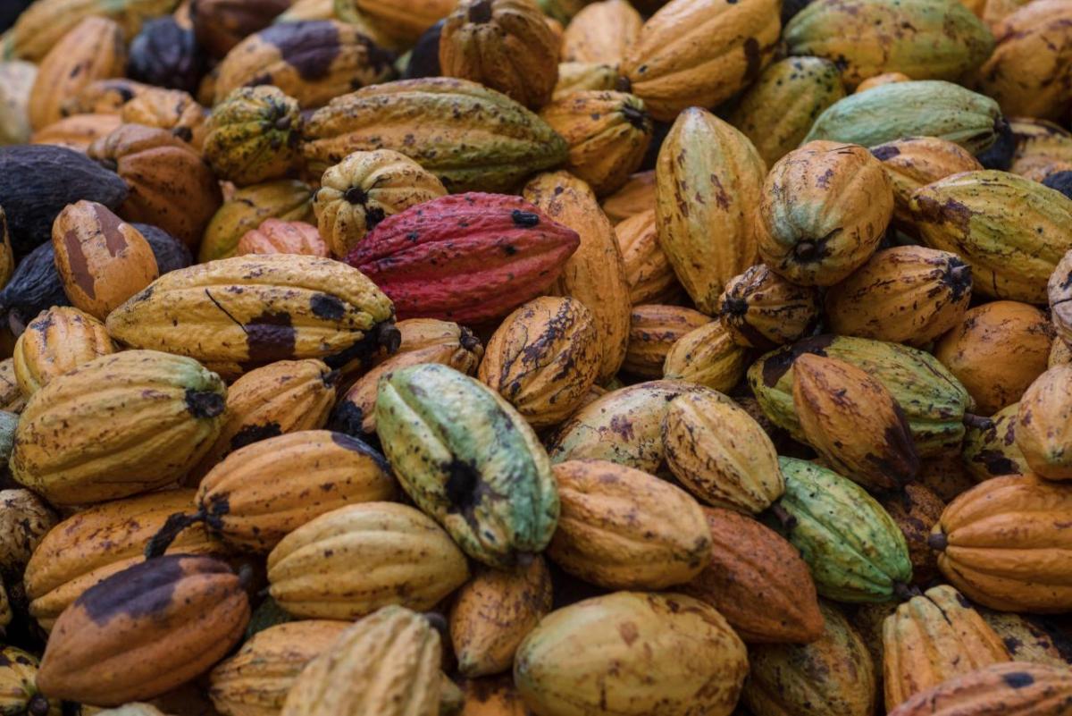 A pile of yellow, red and green cocoa pods. 