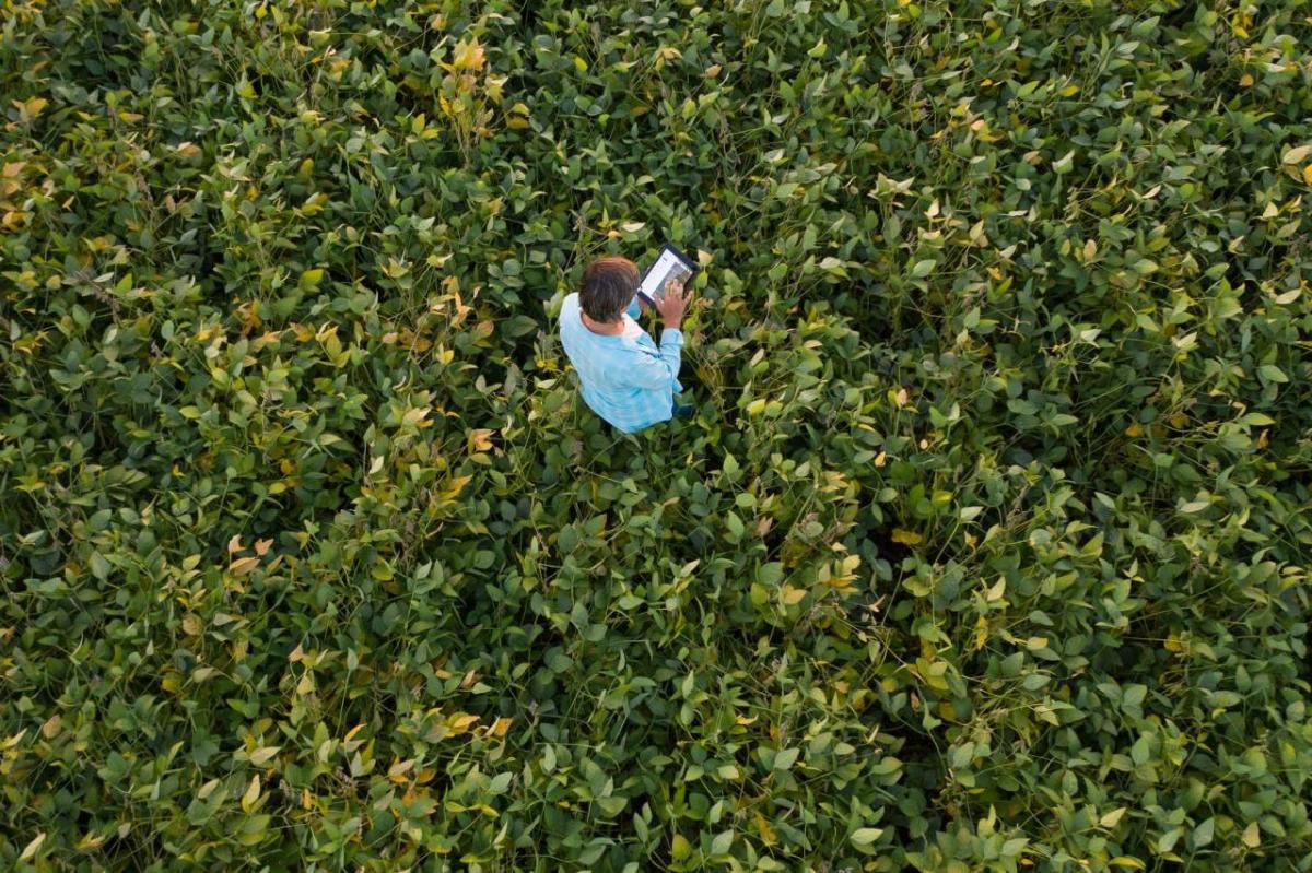 Soybean farmer on a tablet walking through a soybean field