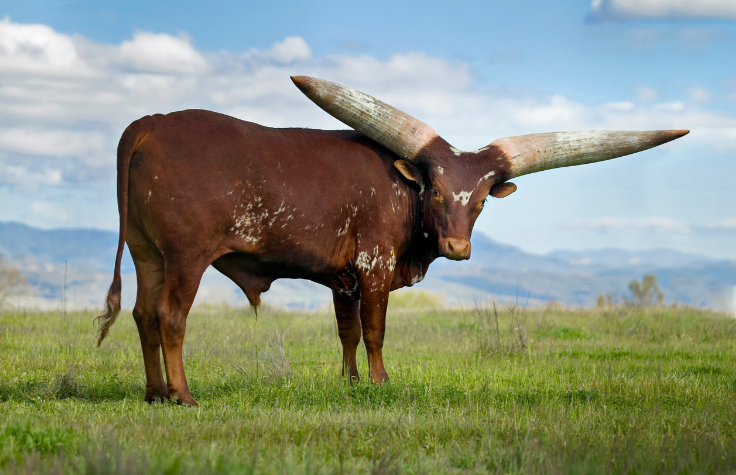 Traditional Ankole cattle have adapted to their sub-Saharan environment in ways that many commercial breeds haven’t.