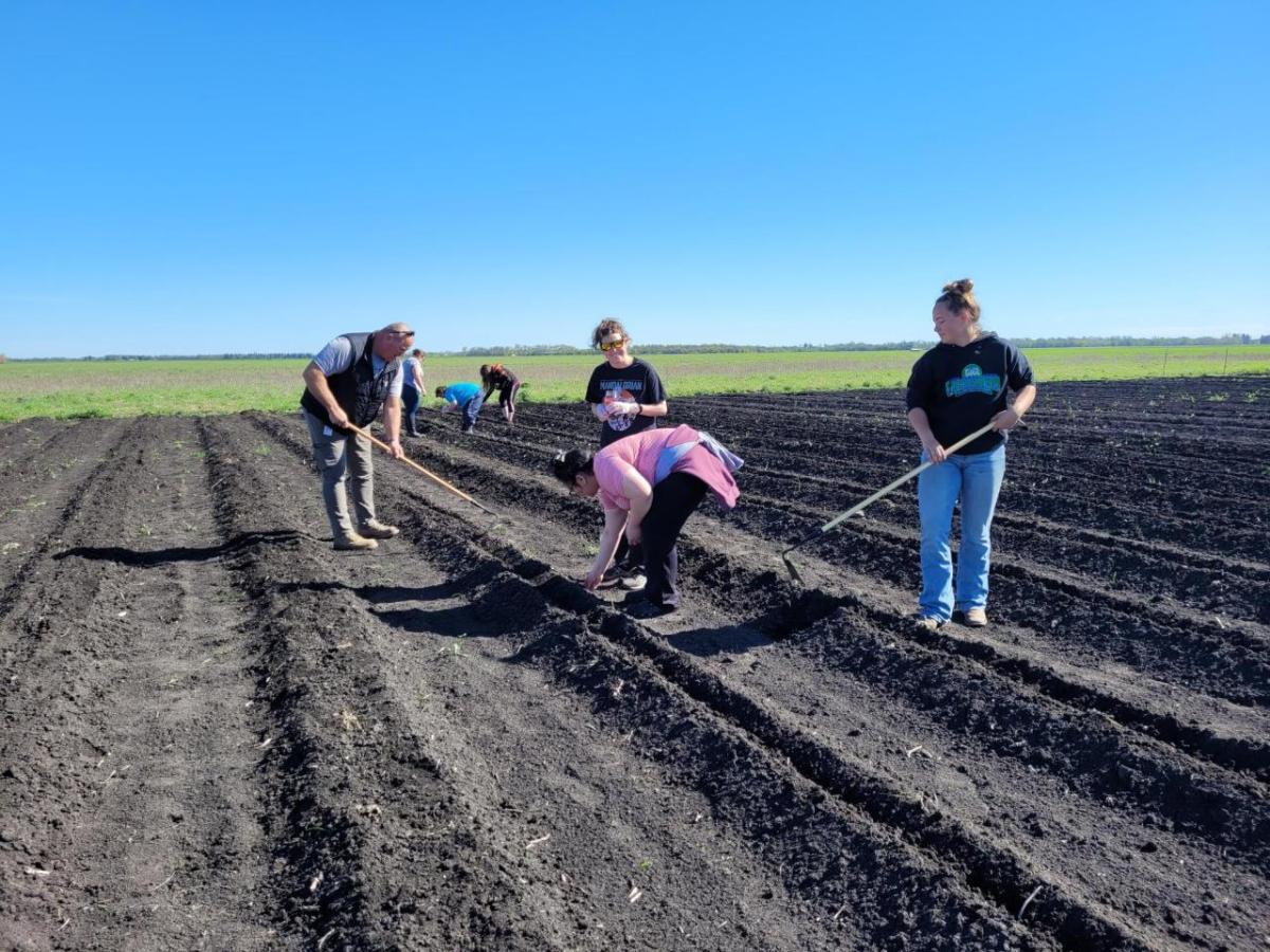 Fargo employees volunteering to help plant two acres worth of corn and potatoes with Farm in the Dell and Great Plains Food Bank