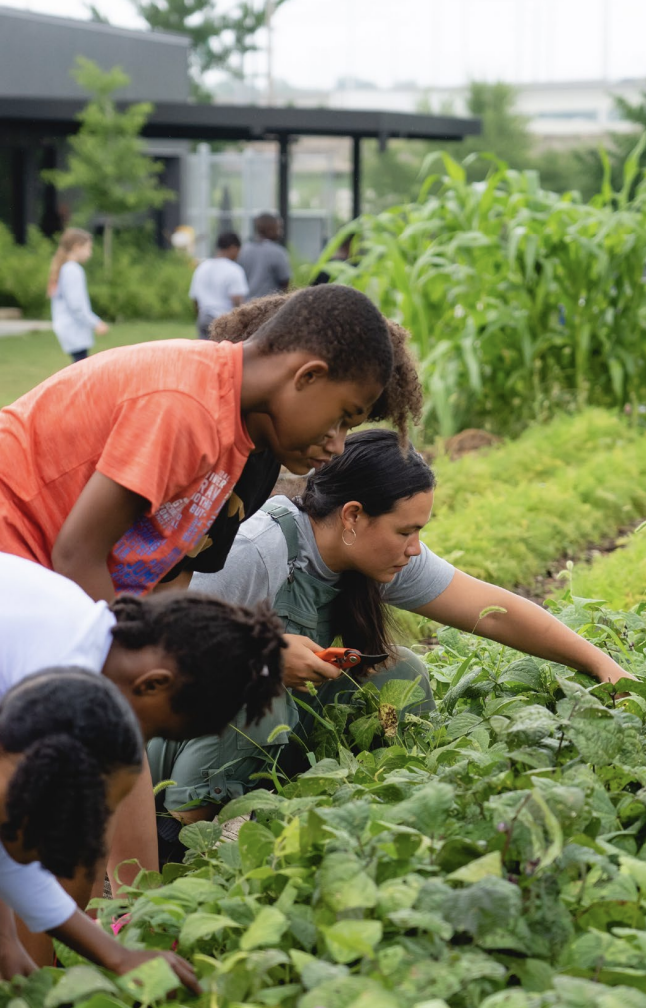 People attending to crops outdoors 