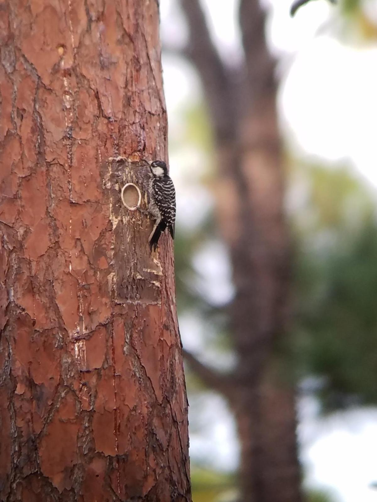 Larry, a red-cockaded woodpecker