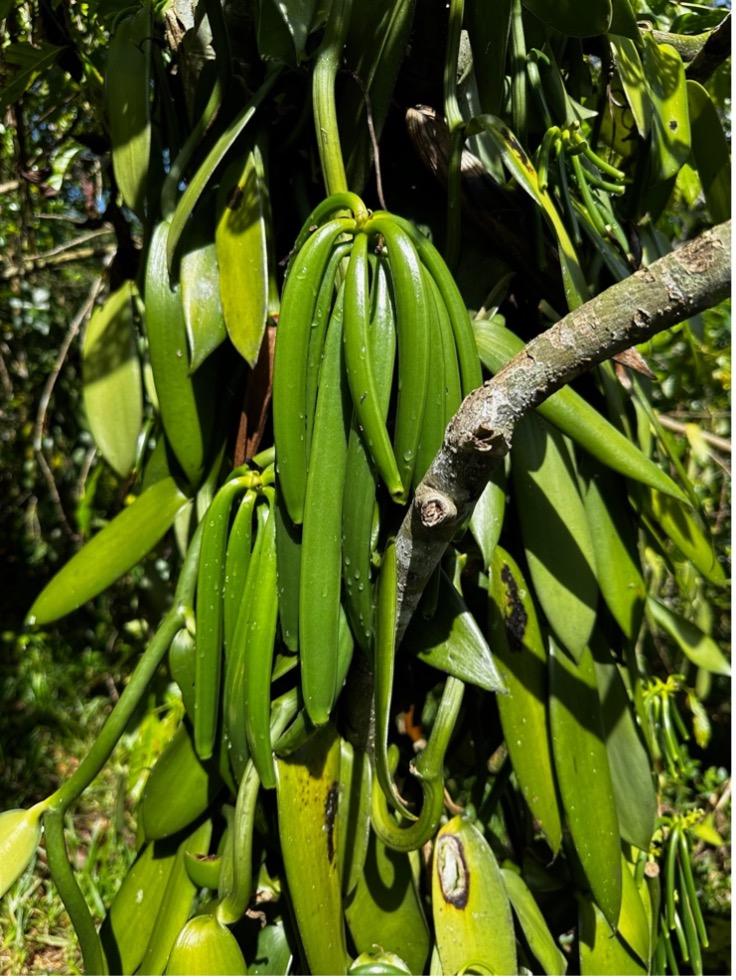 Vanilla Planifolia tree