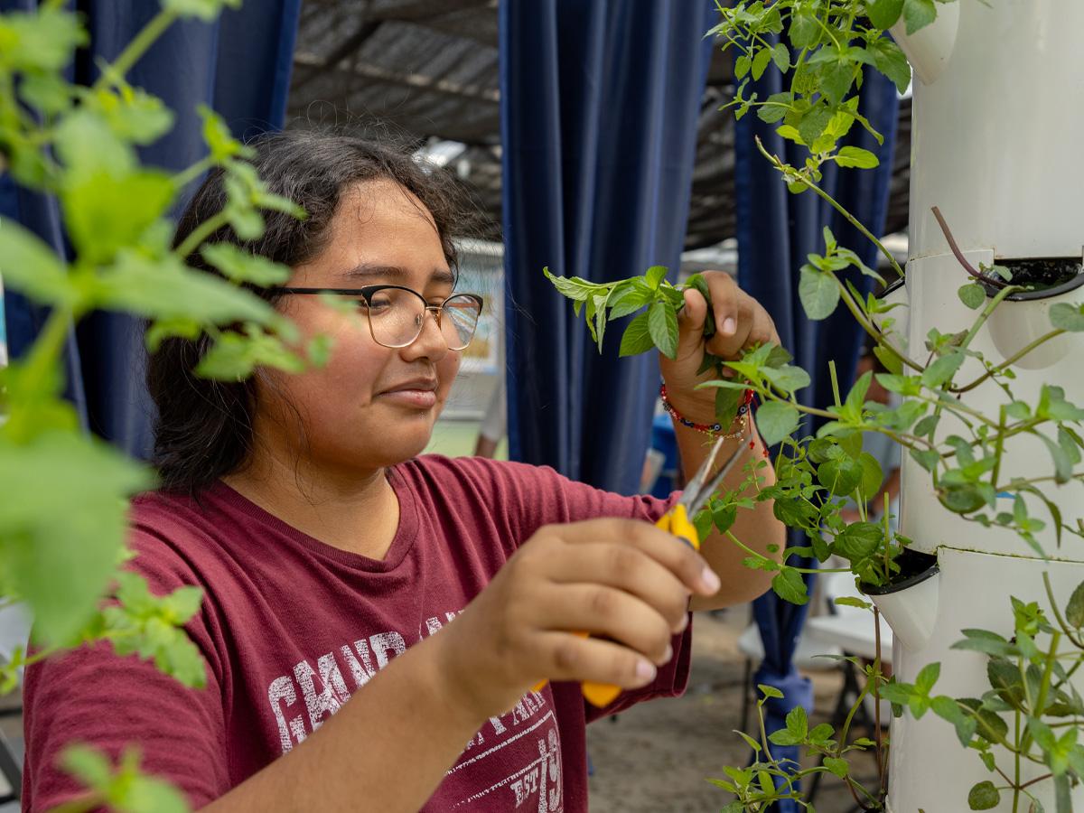 Trimming a plant